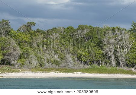 Caribbean sea with turquoise water and palms close to Saona island