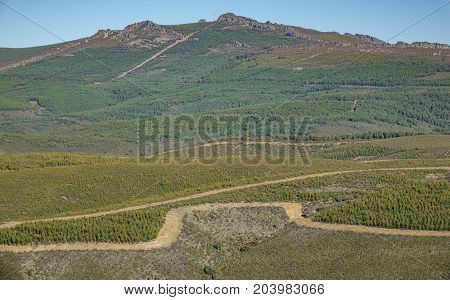 Closeup long shot of mountain with forest and firebreaks