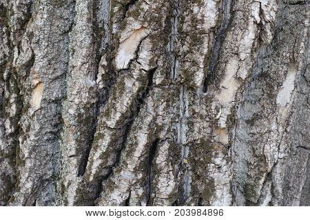 Deeply Fissured Bark Of Old Cottonwood Tree