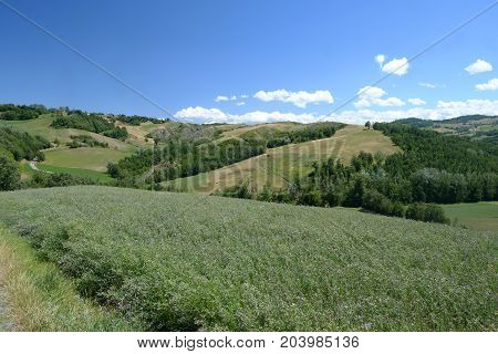 Summer landscape near Rivalta di Lesignano de Bagni (Parma Emilia-Romagna Italy) with the typical rocky inlets