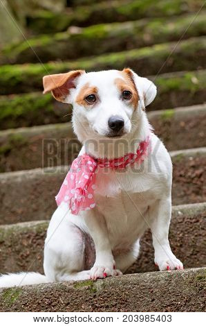 Jack Russell Terrier Dog