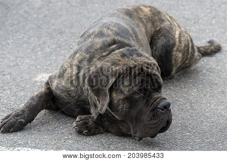 Neapolitana Mastino. Background of green blurry grass. Space under the text. 2018 year of the dog in the eastern calendar. Concept: parodist dogs, dog friend of man, true friends, rescuers.