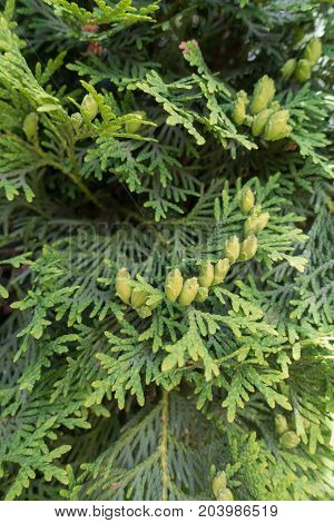 Flat Sprays With Scale-like Leaves Of Thuja Occidentalis