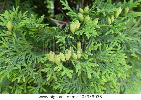 Immature Female Cones Of Northern White Cedar