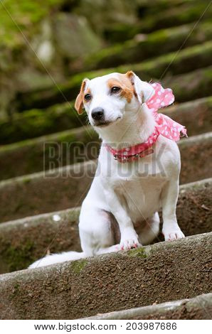Jack Russell Terrier Dog