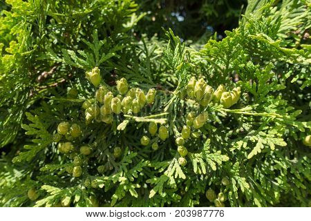 Seed Cones On Branches Of Eastern Arborvitae