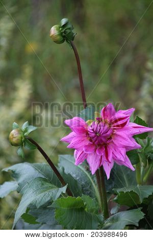 Flowers of Pink dahlia in the summer garden