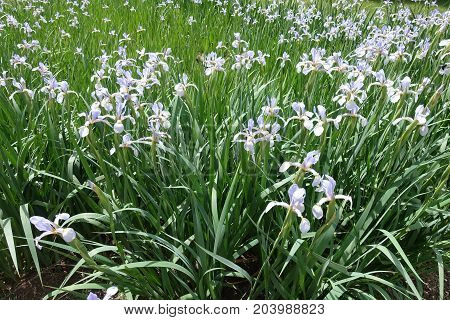 Bed Of Pale Violet Butterfly Iris Flowers