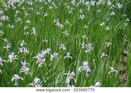 Lots Of Pale Violet Flowers Of Iris Spuria
