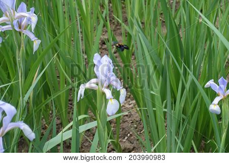 Pastel Mauve Flower Of Butterfly Iris In June