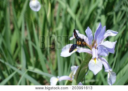 Xylocopa Bee Pollinating Flower Of Butterfly Iris