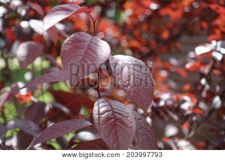 Maroon Leafage Of Young Prunus Pissardii Tree
