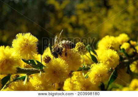 Bee pollinating native wild yellow wattle mimosa acacia blossom on a spring day in the Australian bush
