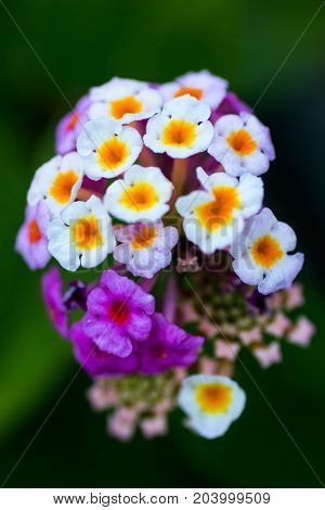 Flowers in the foreground with macro technique