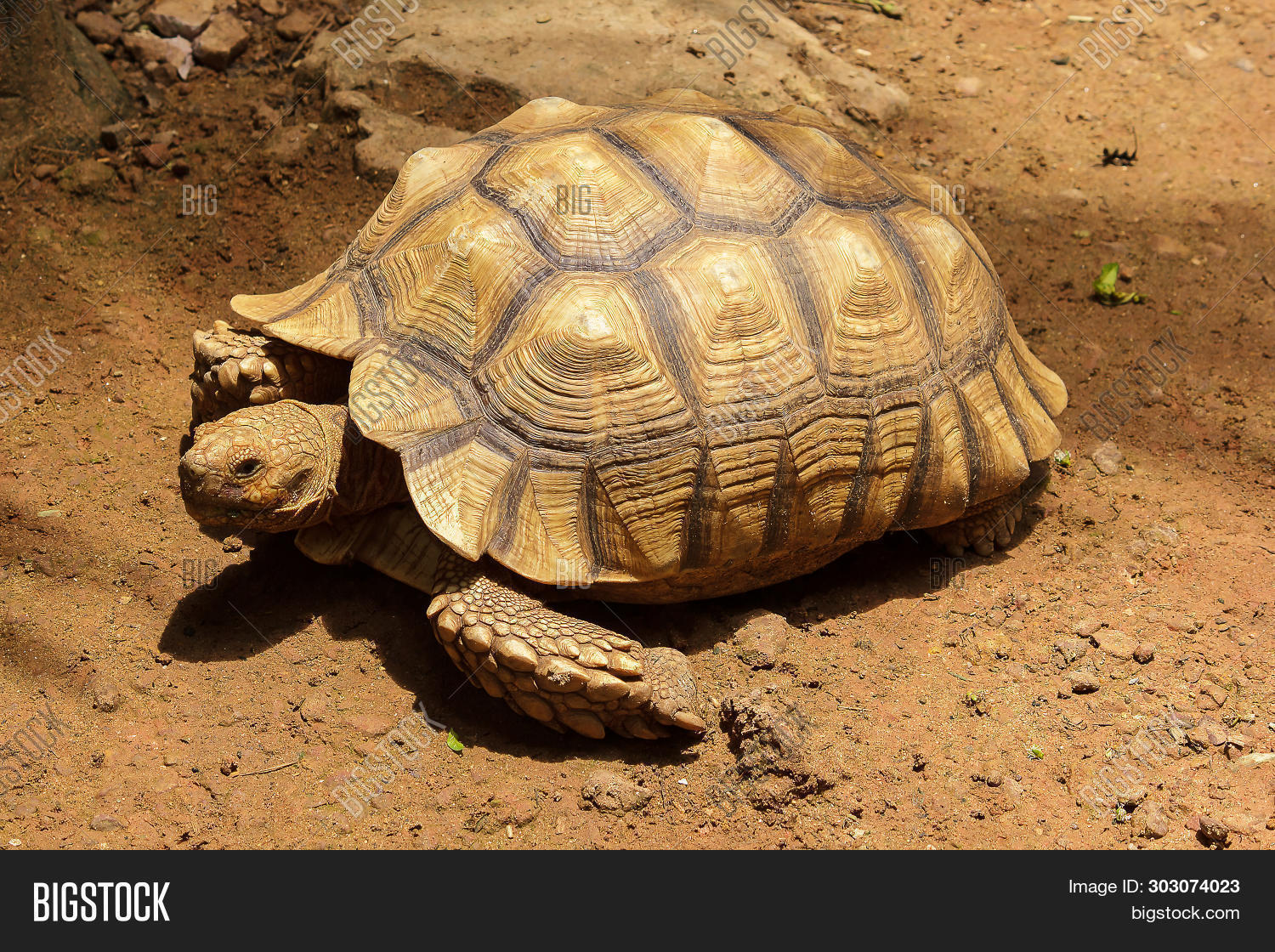 African Spurred Image & Photo (Free Trial) | Bigstock