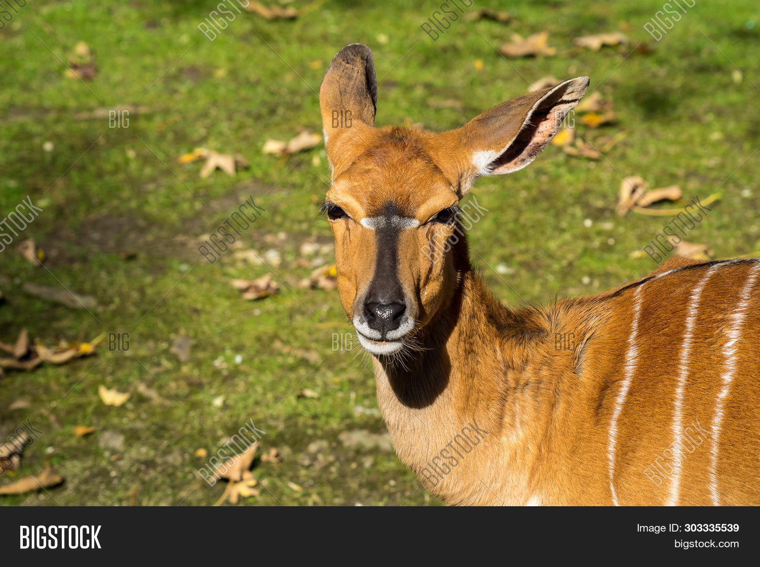 Nyala Tragelaphus Image Photo Free Trial Bigstock