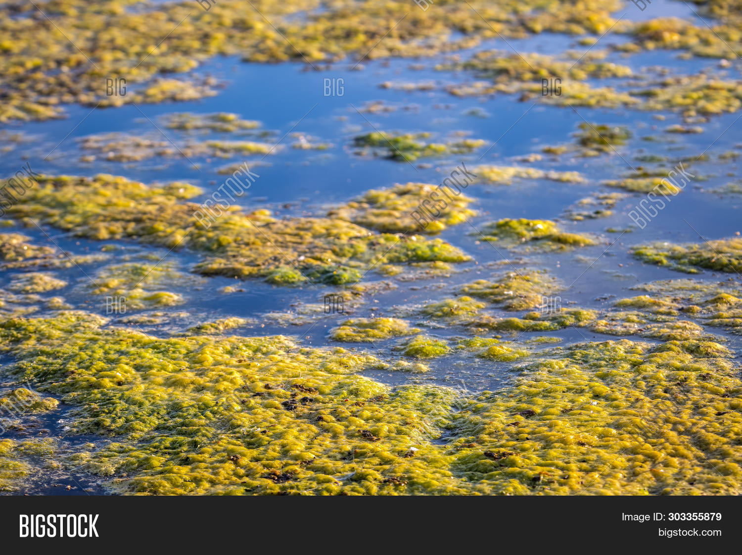 Slimy, Green Floating Image & Photo (Free Trial) Bigstock