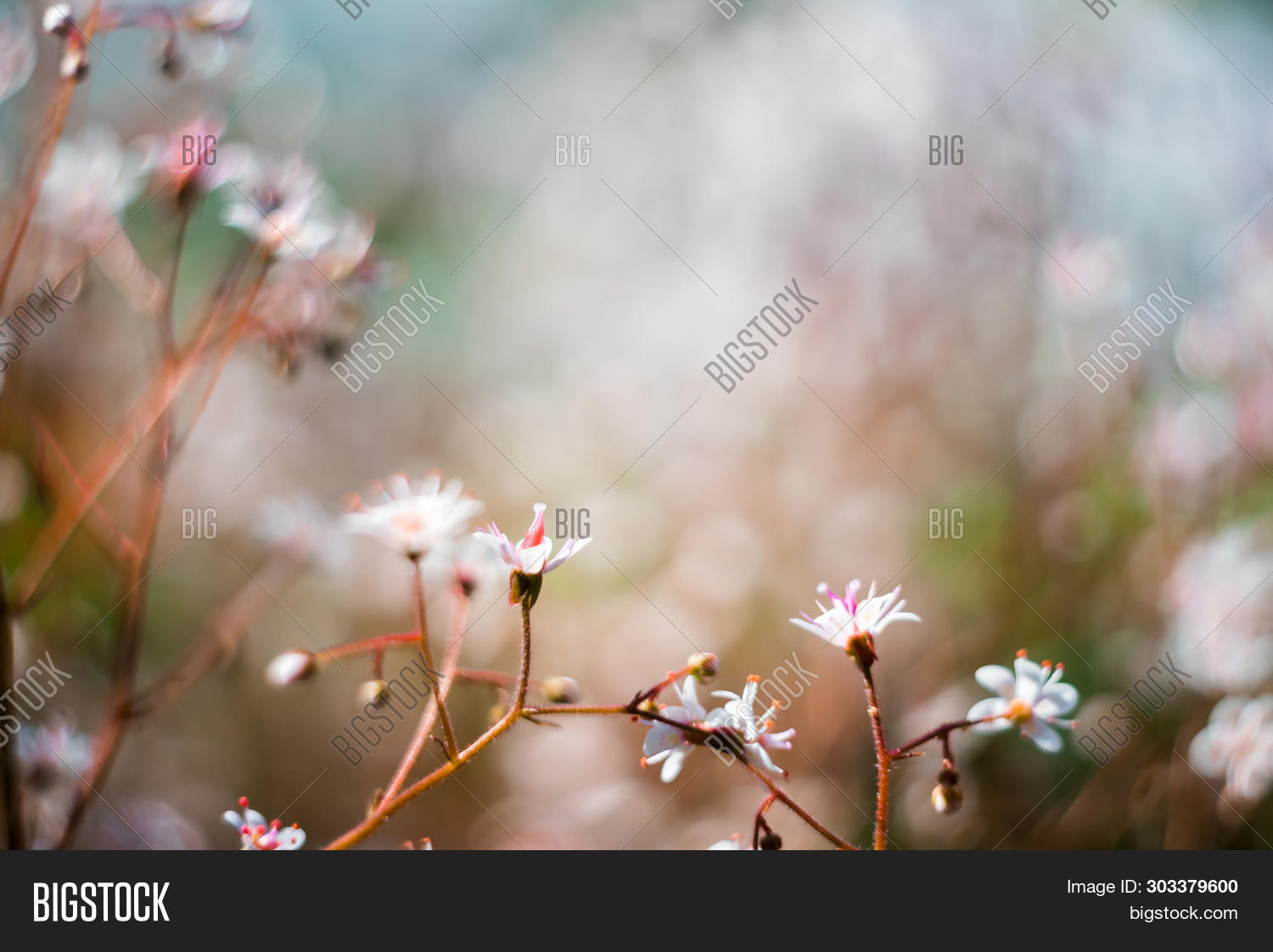 Baby S Breath Image Photo Free Trial Bigstock