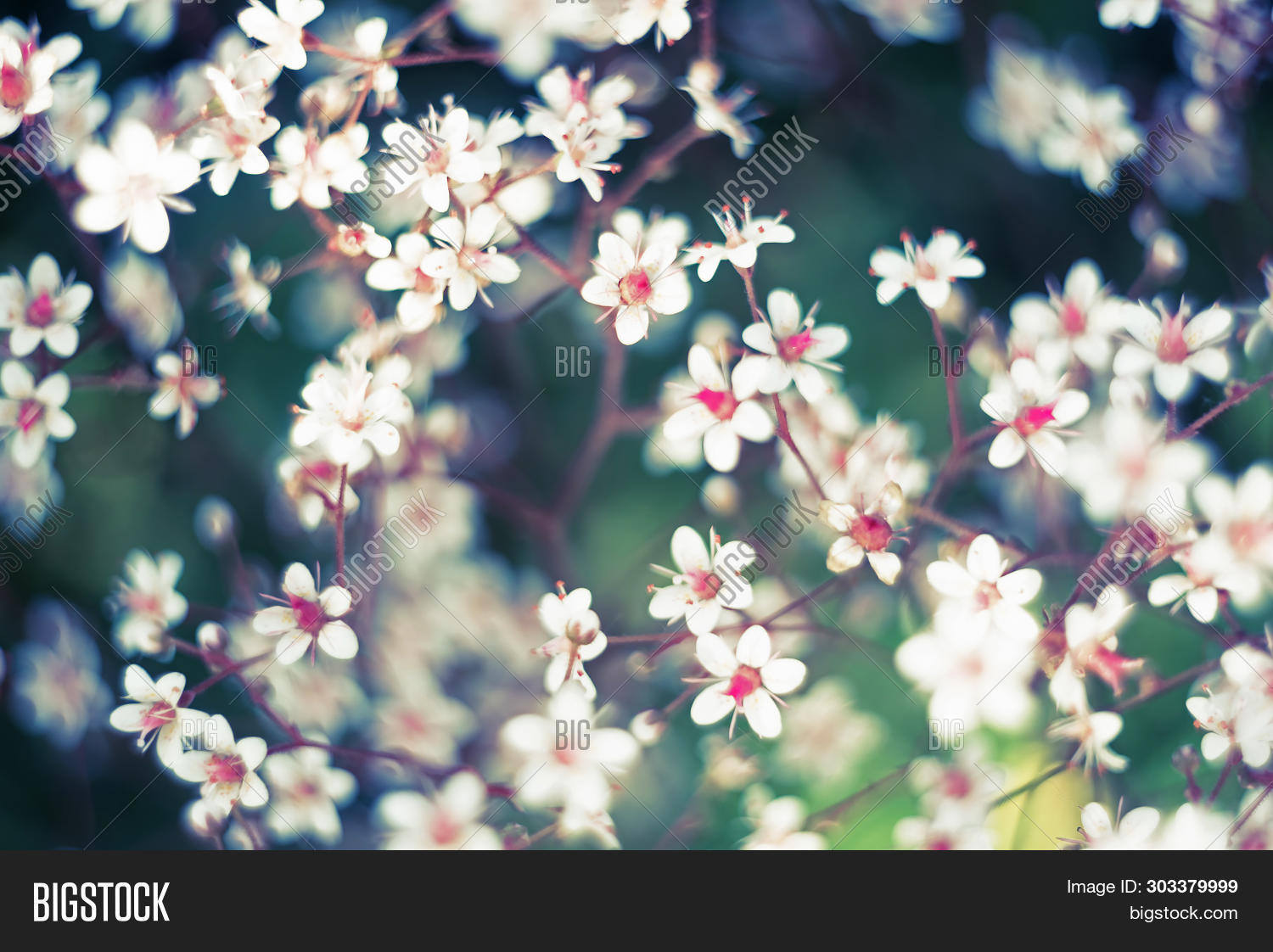 Baby S Breath Image Photo Free Trial Bigstock