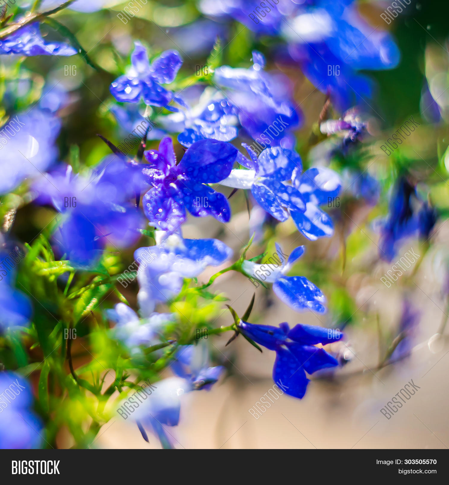 Blue Trailing Lobelia Image & Photo (Free Trial) Bigstock