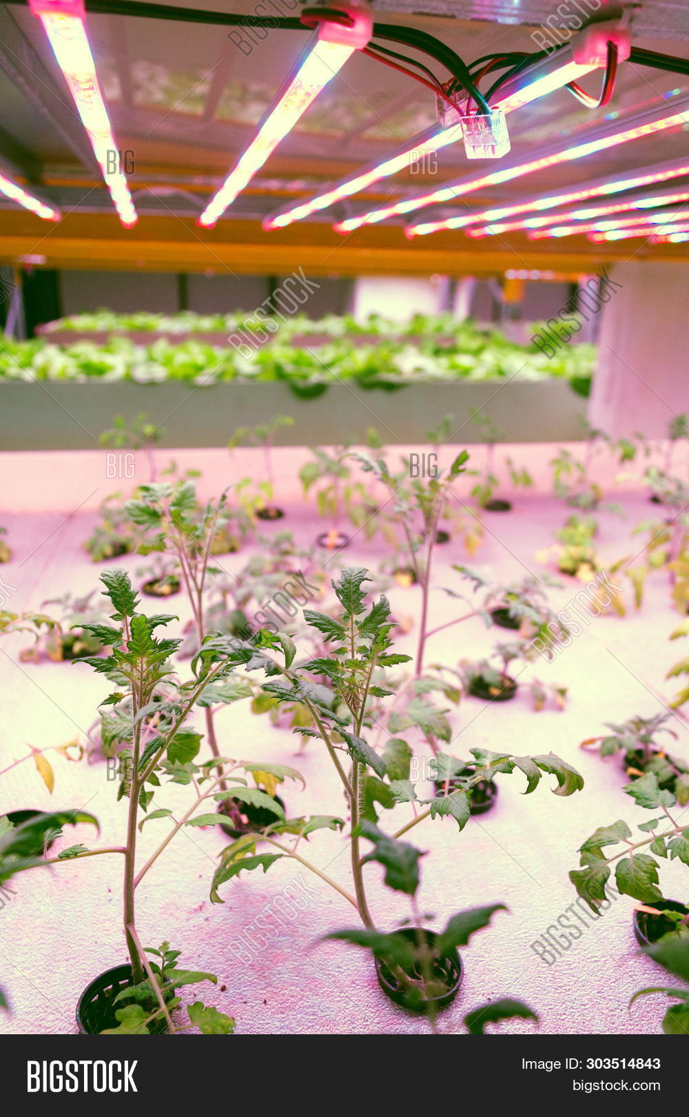 Tomato Young Plants Image Photo Free Trial Bigstock