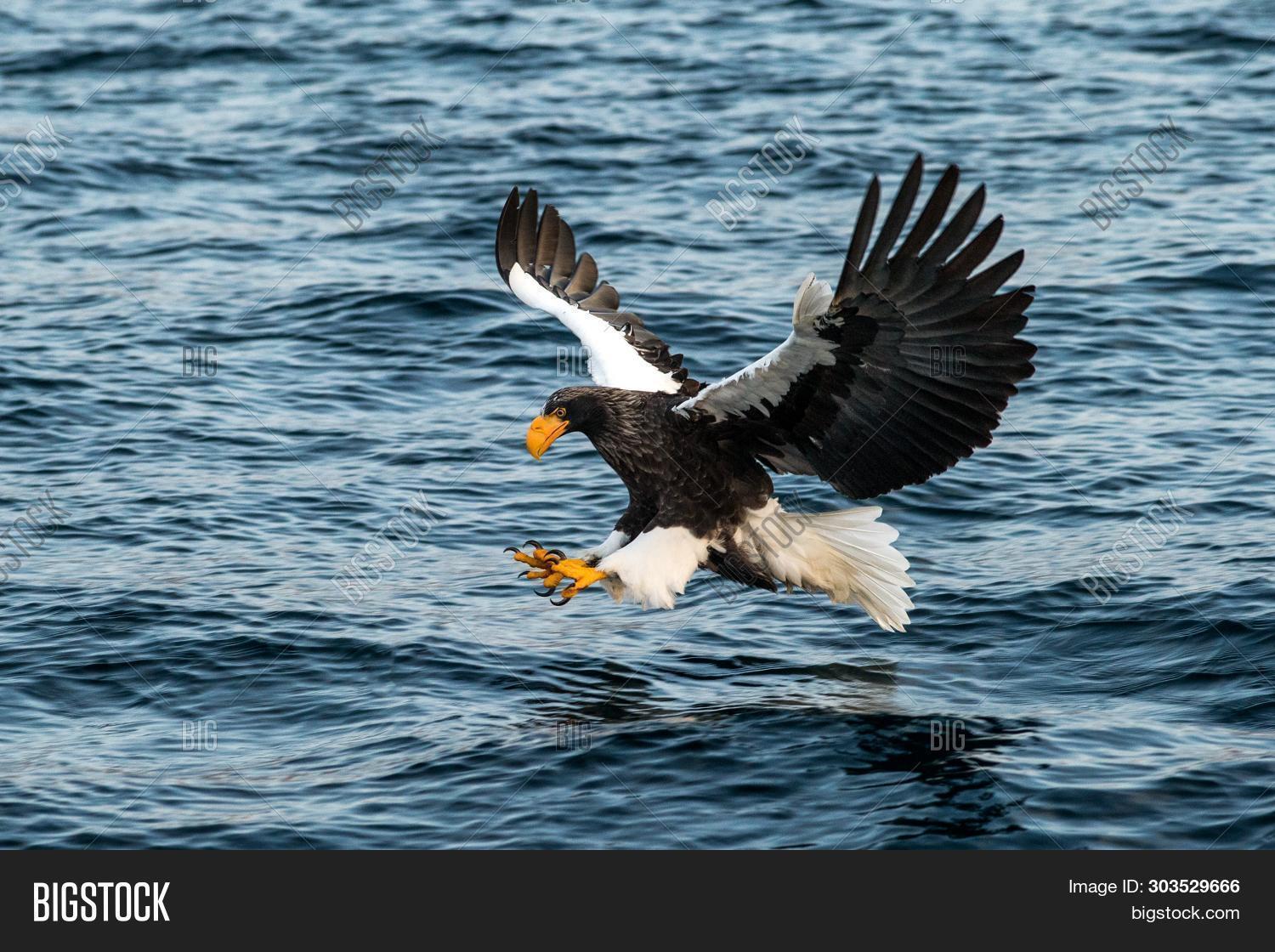 Steller's Sea Eagle Image & Photo (Free Trial) Bigstock