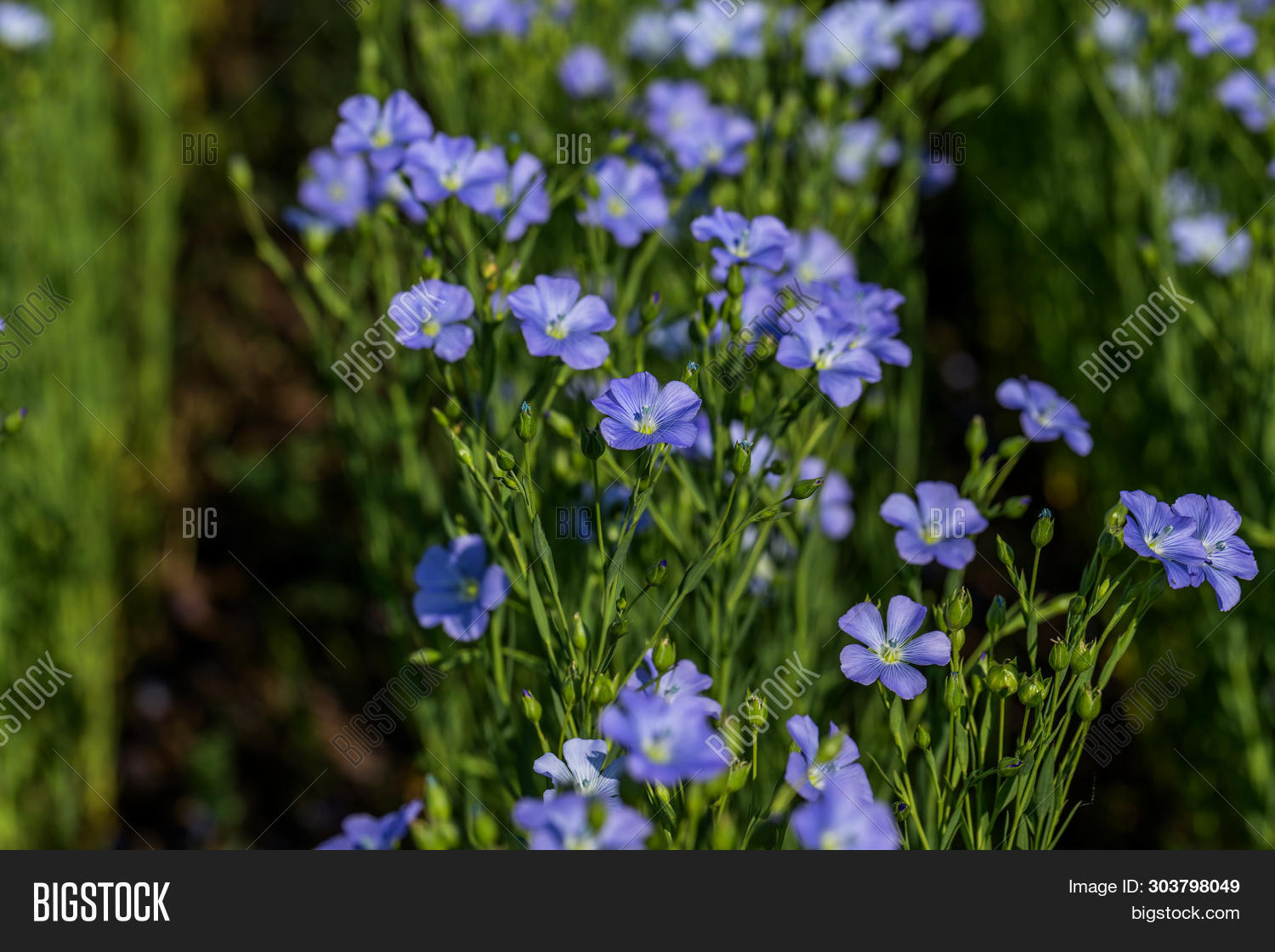 Big Flax Flower Plant Best Flower Wallpaper