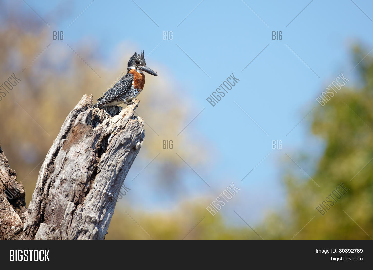 Image Preview