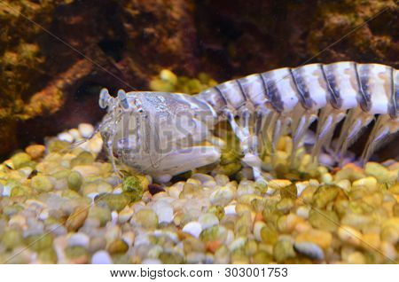 Stomatopoda Or Tamarutaca. Scientific Name Of Mantis Shrimp - Odontodacylus Scyallarus