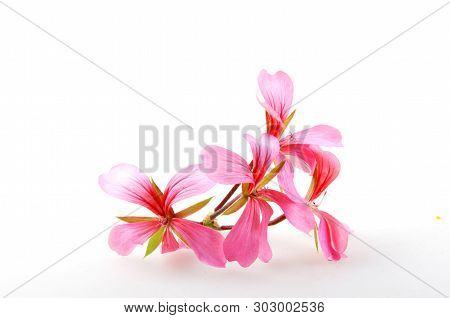 Geranium Pelargonium Flowers Isolated On White Background