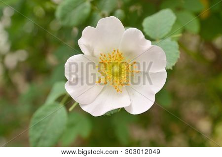 Roses From The Kind Of Wild Rose Called Rose Canina.dog Rose.roseship