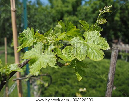 Vitis (grapevine) Plant Leaves