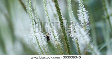 Funny Bee Collects Nectar From Beautiful White Flowers Blooming In A Summer Field Or In A Meadow