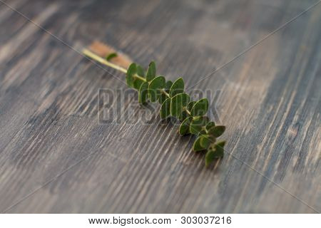 One Green Eucalyptus Twig On A Wooden Table. Selective Focus