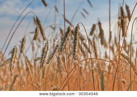 Champ de blé sur un été