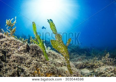 A Pair Of Robust Pipe Fish Shot Wide Angle