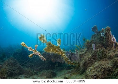 A Pair Of Robust Pipe Fish Shot Wide Angle
