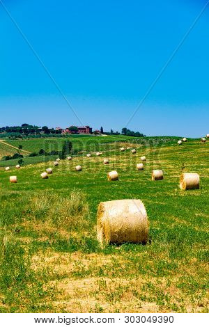 Haycock Vineyard And Cypresses In Sunny Tuscan Countryside, Italy