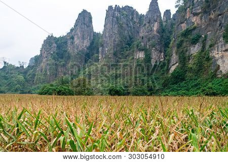 Corn Field With A Limestone Hill In The Back