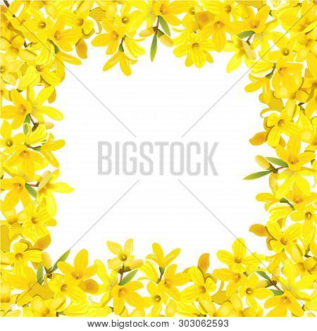 Forsythia Suspensa Frame. Card Template. Fluffy Blossoming Yellow Spring Tree Fringe. Golden Bell, F