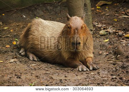 Capibara Is In The Zoo Is The Biggest Rat In The World Native To South America