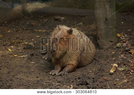 Capibara Is In The Zoo Is The Biggest Rat In The World Native To South America