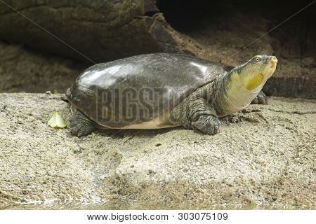 Lissemys Punctata Is Popular As A Pet. Found Distribution In The Indian Continent