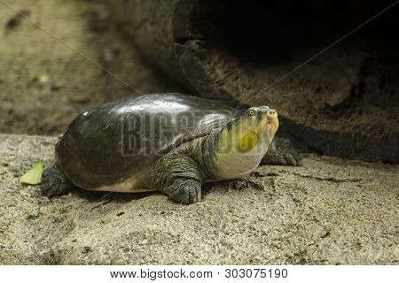 Lissemys Punctata Is Popular As A Pet. Found Distribution In The Indian Continent