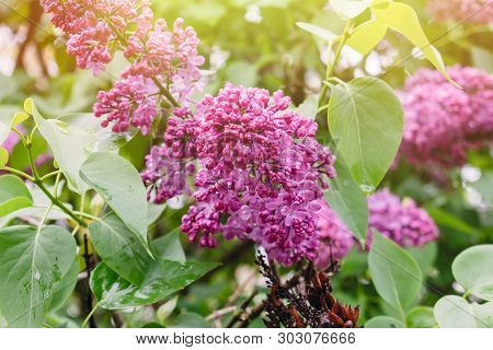 Background From A Beautiful Lilac Blossom. Spring Time Of Year.