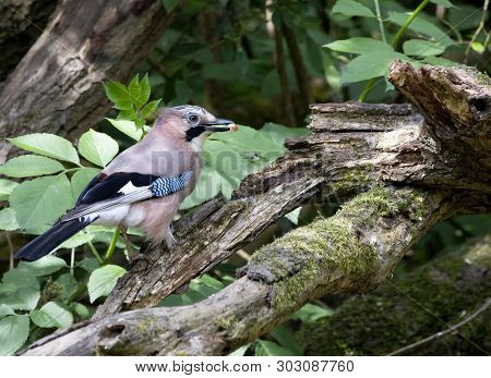 A Eurasian Jay Bird Perched In Local Woodlands