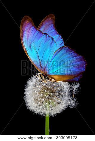White Fluffy Dandelion And Blue Morpho Butterfly On A Black Background. Close Up