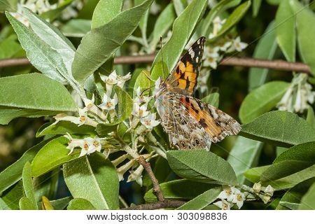 Butterfly Vanessa Cardui (linnaeus, 1758) Is On A Branch Of A Blooming Elaeagnus Umbellata.