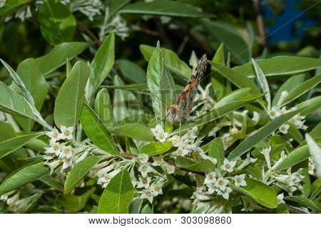 Butterfly Vanessa Cardui (linnaeus, 1758) Is On A Branch Of A Blooming Elaeagnus Umbellata.