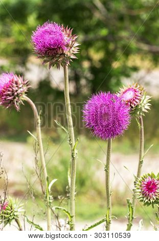 Pink Thistle Flowers In Wild (herbal Medicine Silybum Marianum, Milk Thistle, Cardus Marianus, Medit